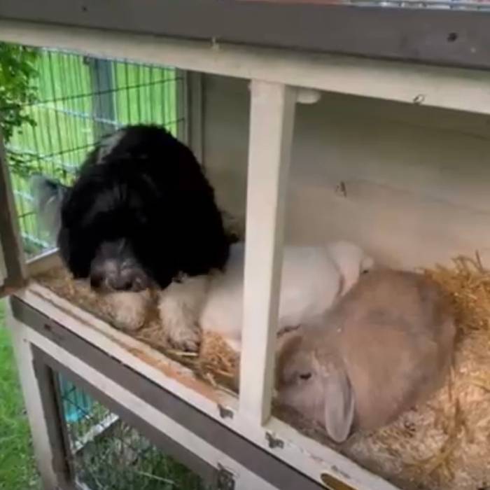 Havaneser Amy Rose mit Kaninchen - Familienleben vom Elbwind