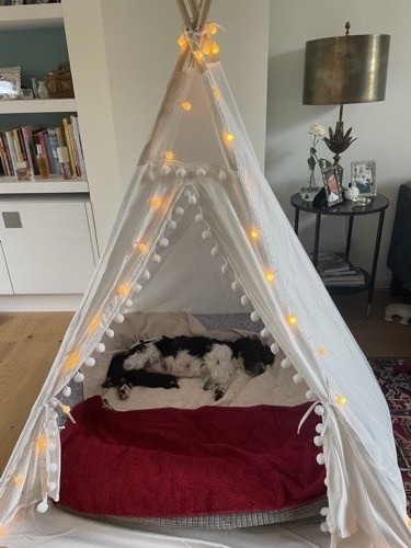 Amy Rose schläft gemütlich im Tipi